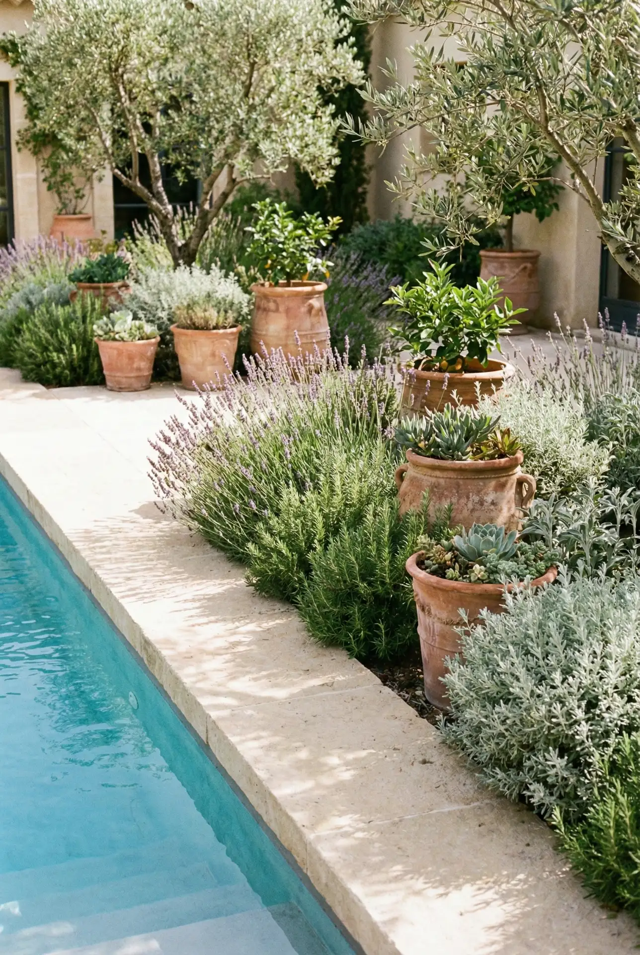 Mediterranean Courtyard Border With Fragrant Herbs 1