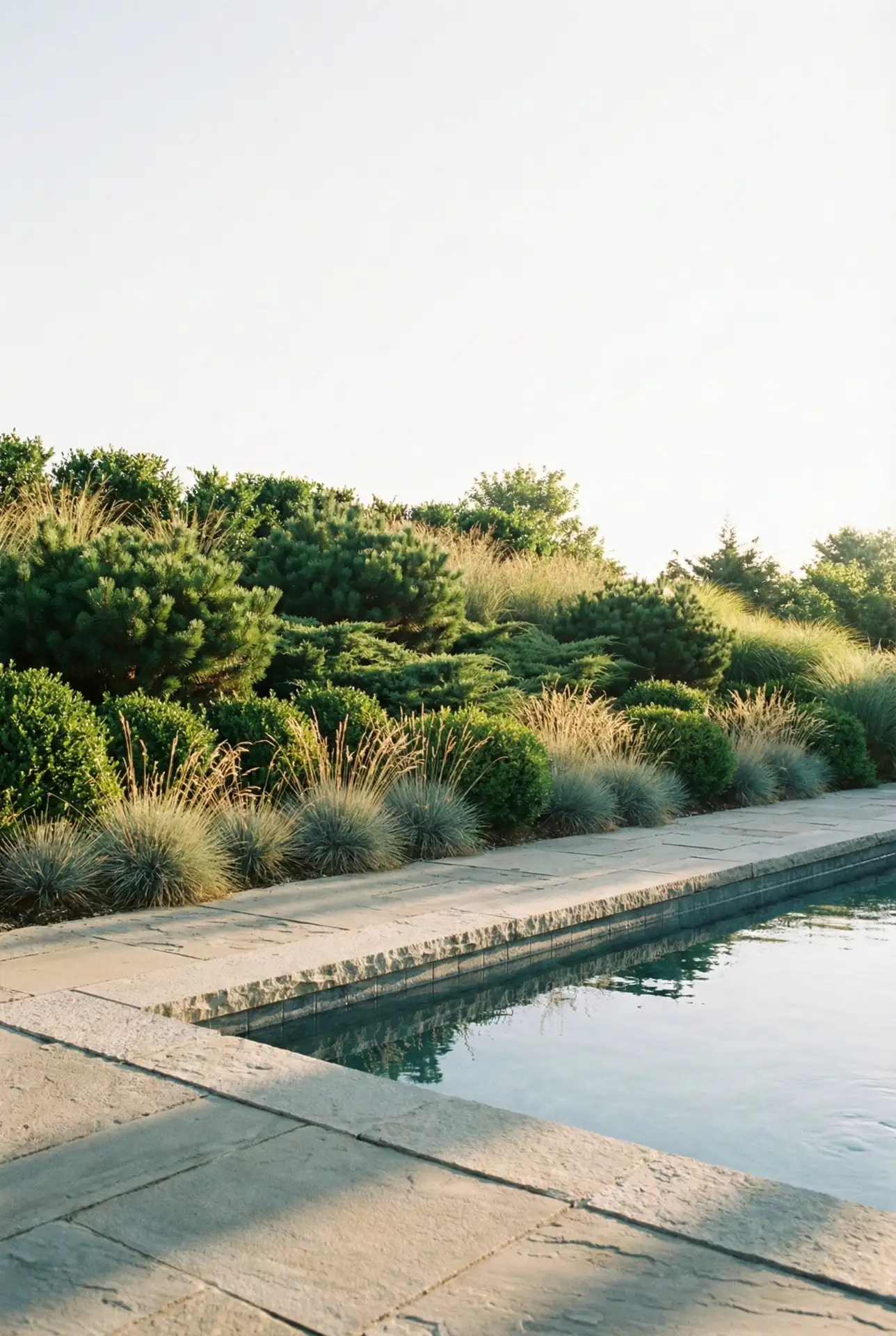 Planted Berm For Wind Protection And Visual Privacy 1