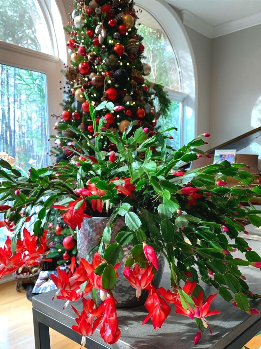 15 Christmas Plants and Flowers to Grow or Gift