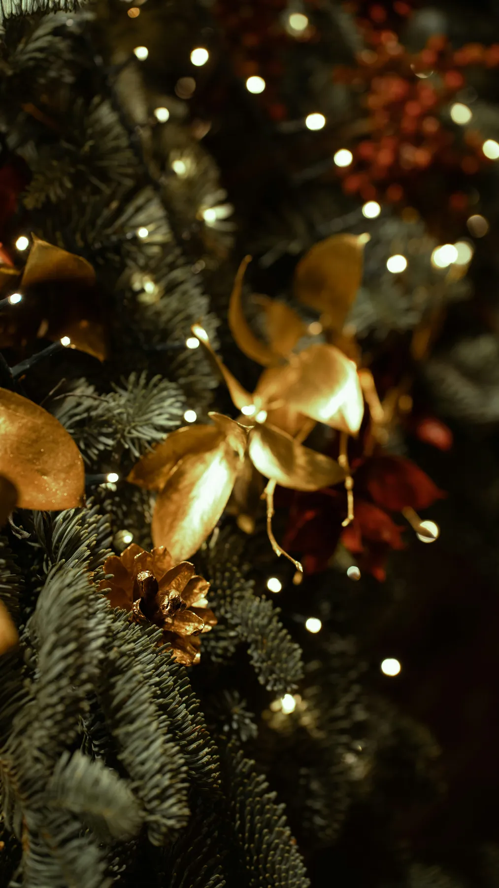 A close up of a tree - Free Photo on Unsplash