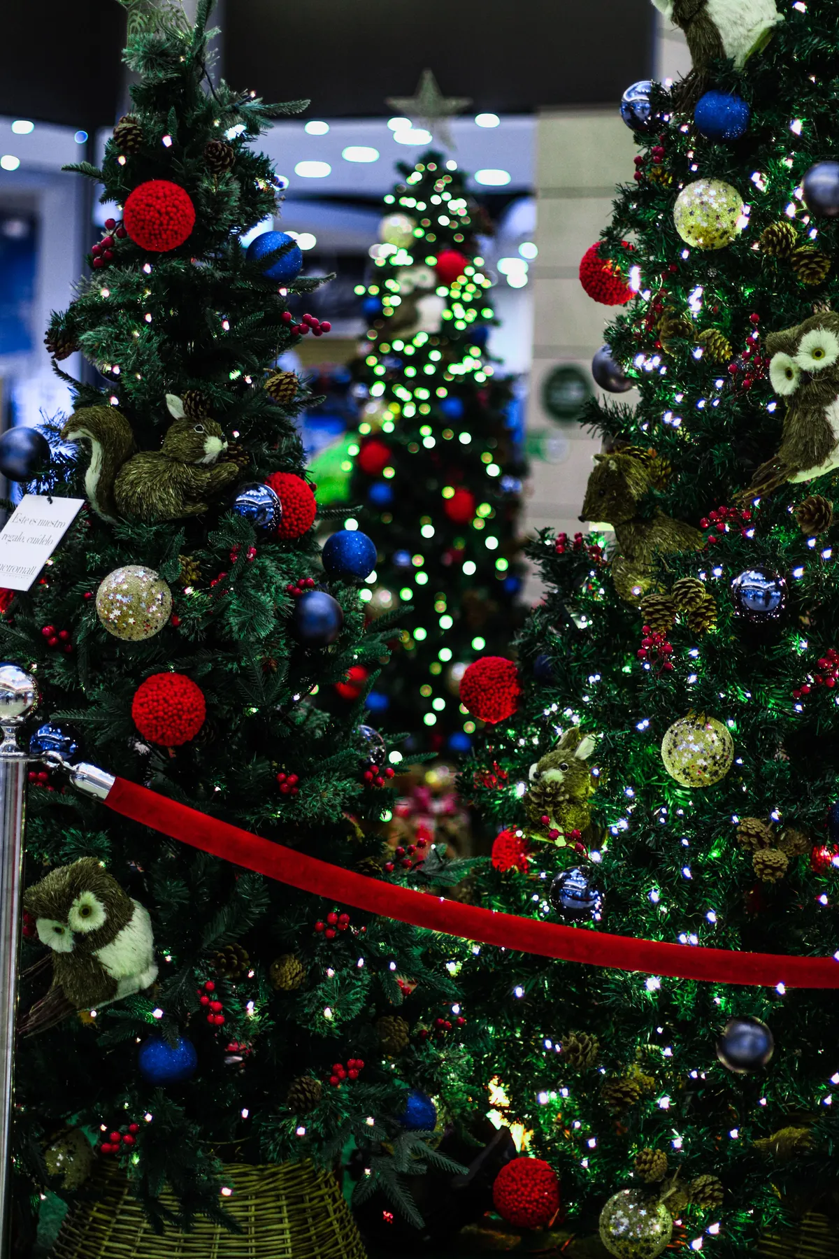 Beautifully decorated Christmas trees with ornaments and lights inside a festive setting.