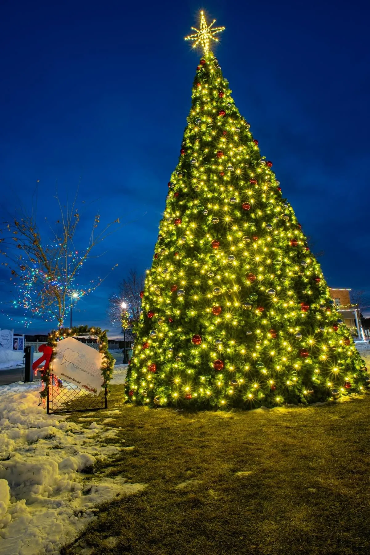 Christmas Trees