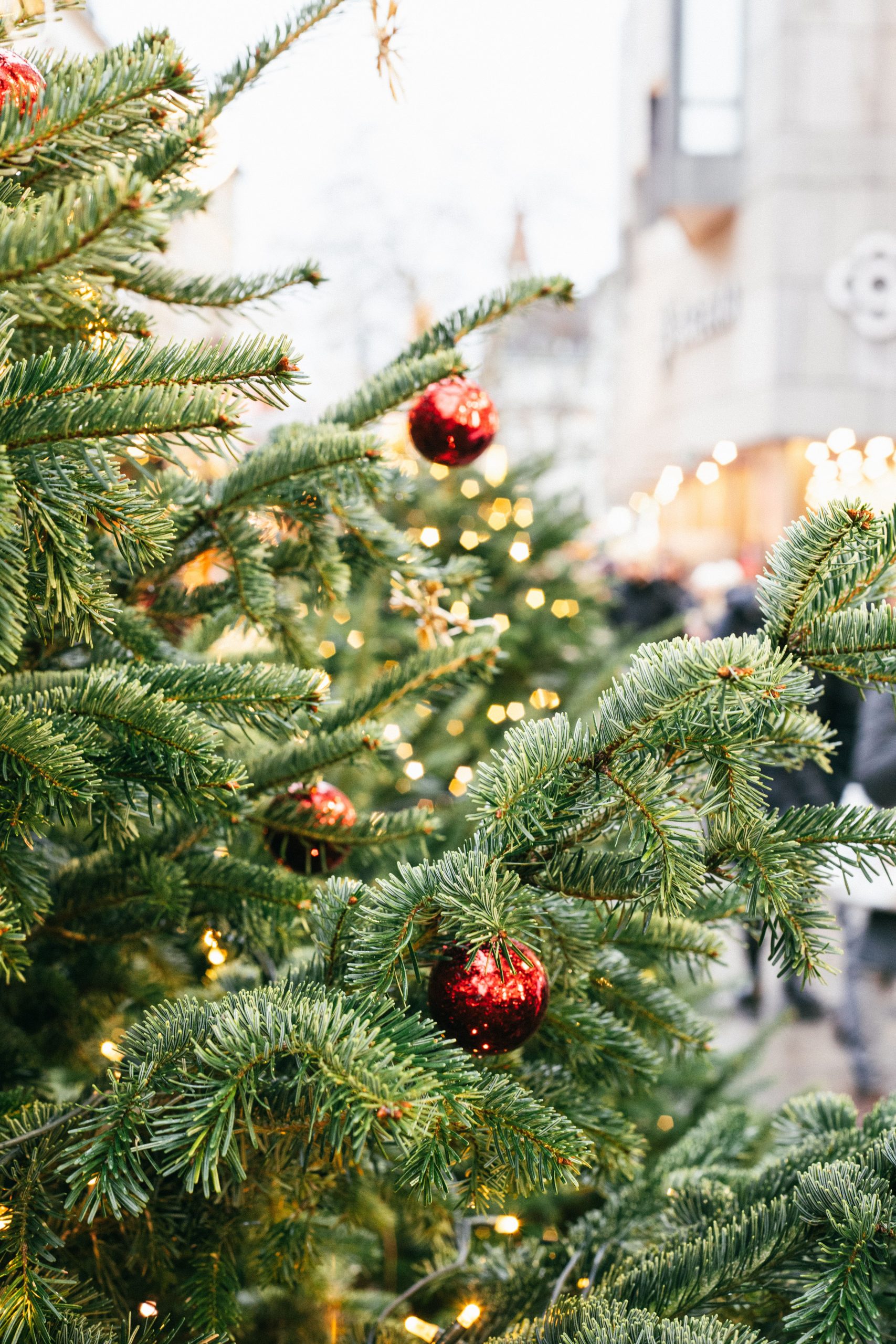 Christmas trees adorned with lights and ornaments in Munich, Germany's streets during a festive evening.