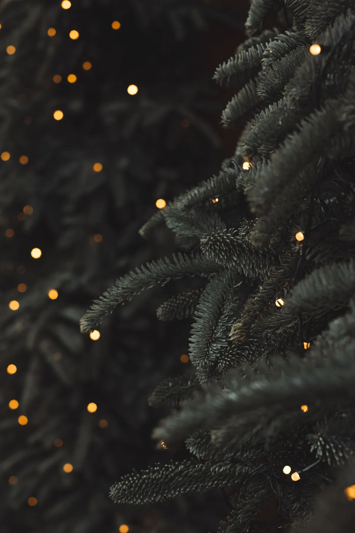 Close-up of a Christmas tree adorned with twinkling holiday lights, capturing the festive spirit.
