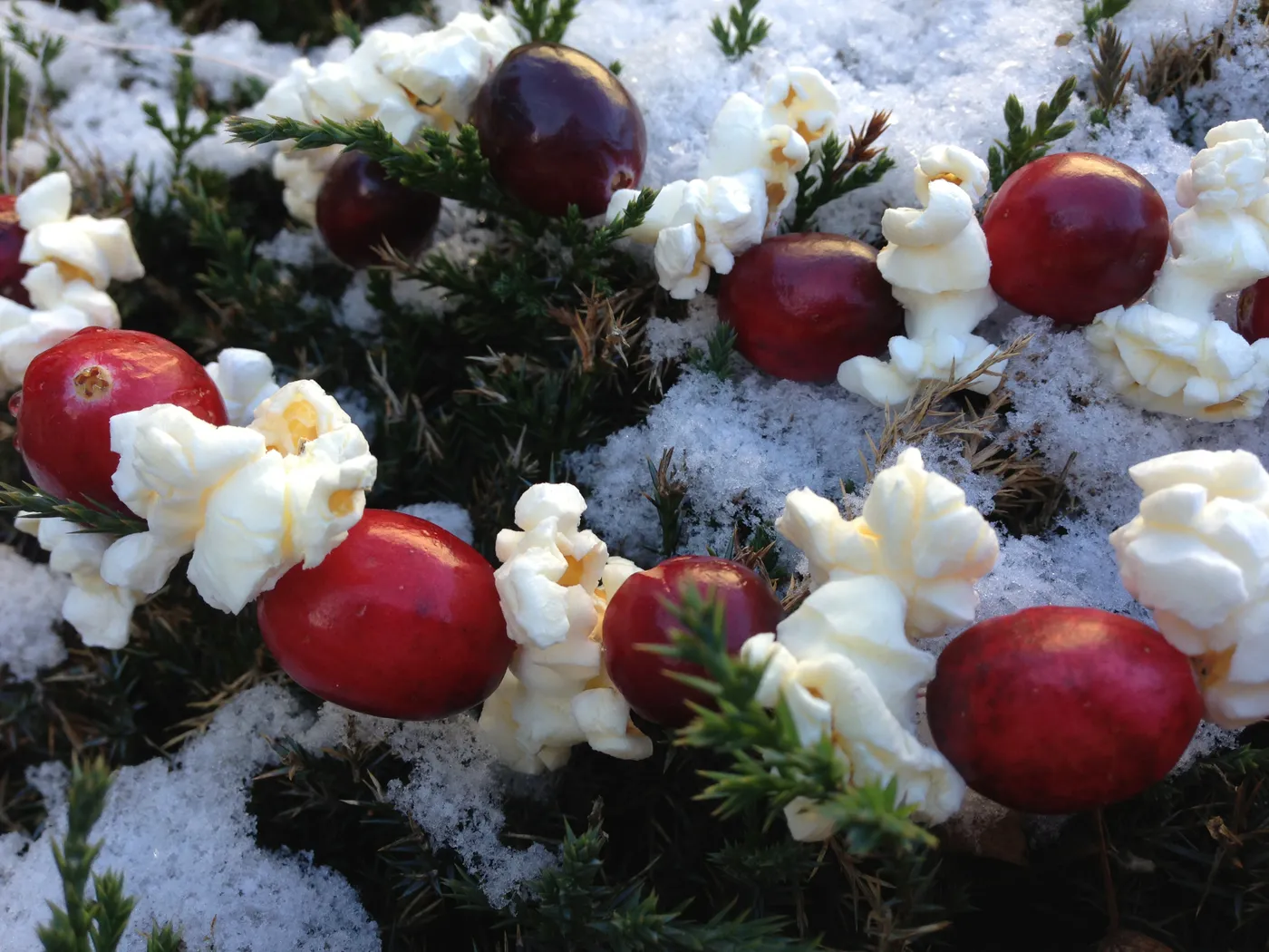 Cranberry-Popcorn Strings: A Recipe For the Birds – The Stout Sprout
