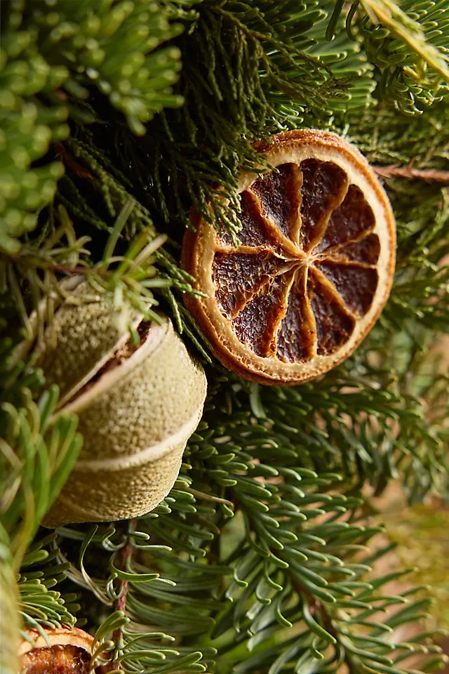 Fresh Evergreen + Dried Citrus Wreath | Terrain