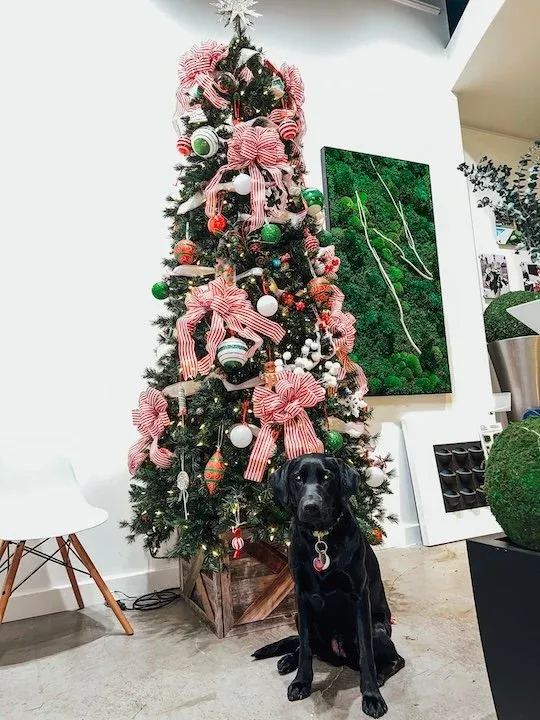 Holiday Decor Indy