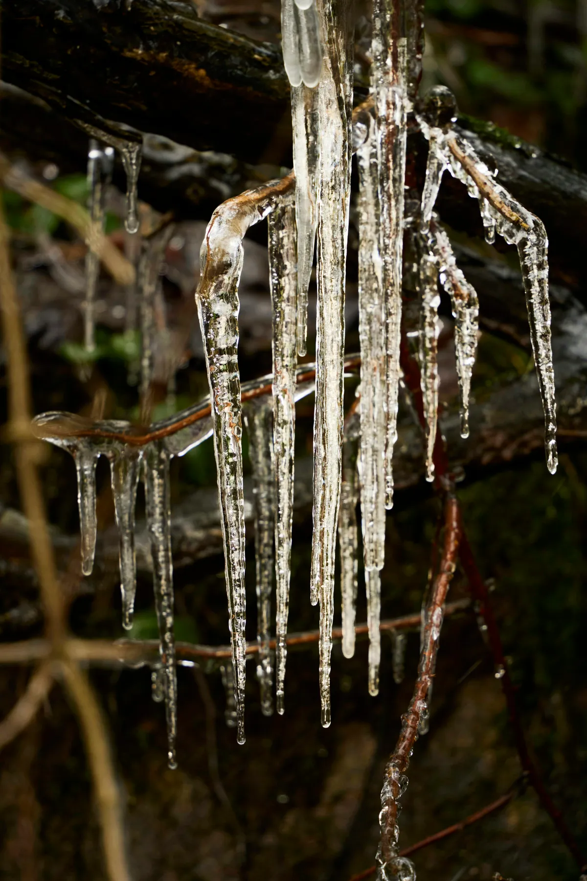 Icicles hanging from mossy branches over grass - Free Photo on Unsplash