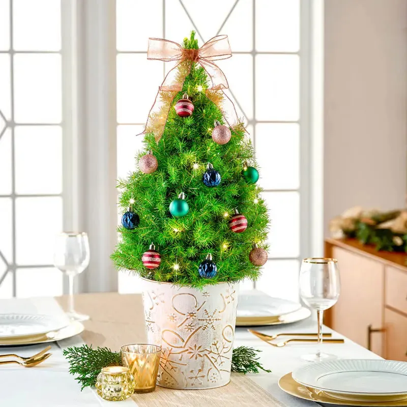 Jewel Tones Potted Spruce Tree – Gurney's Seed & Nursery Co.