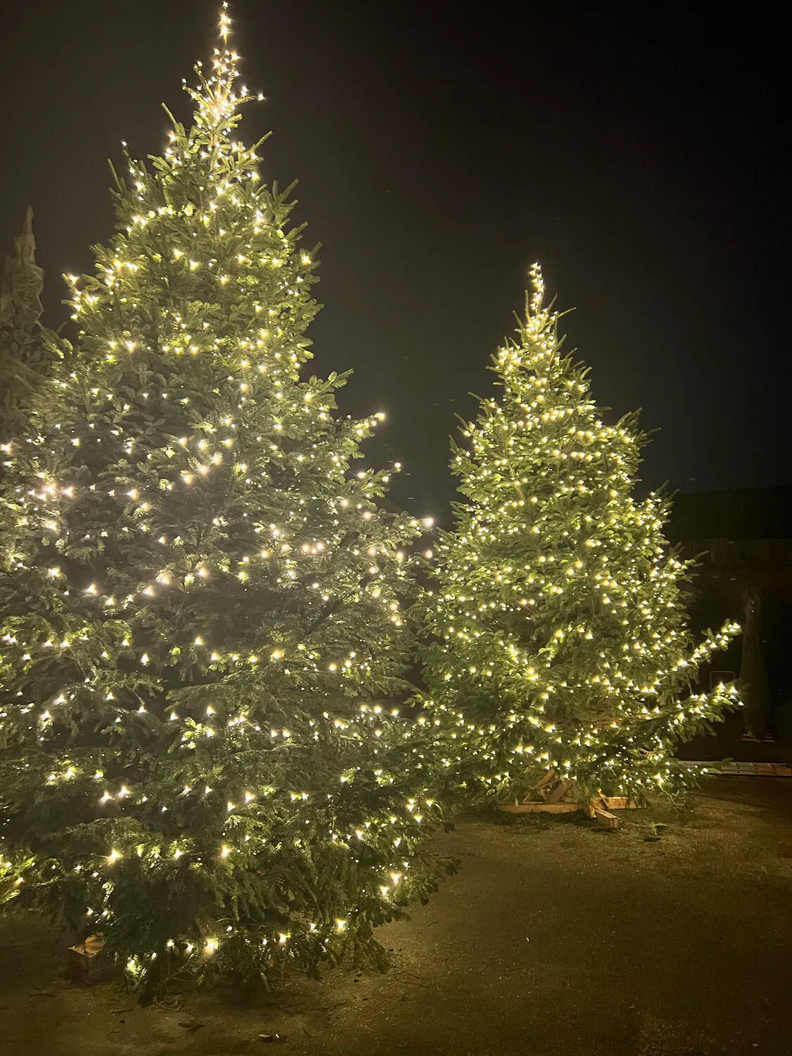 Large Premium Natural Christmas Tree: Excellence for Your Prestigious  Events | Sapins.be