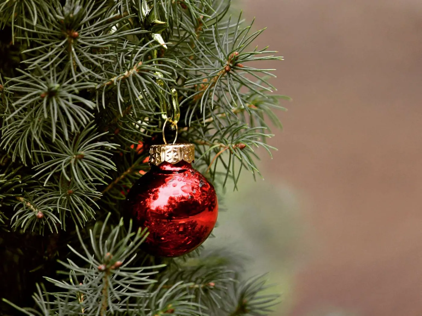 Nordmann fir vs spruce Christmas tree: needles and price
