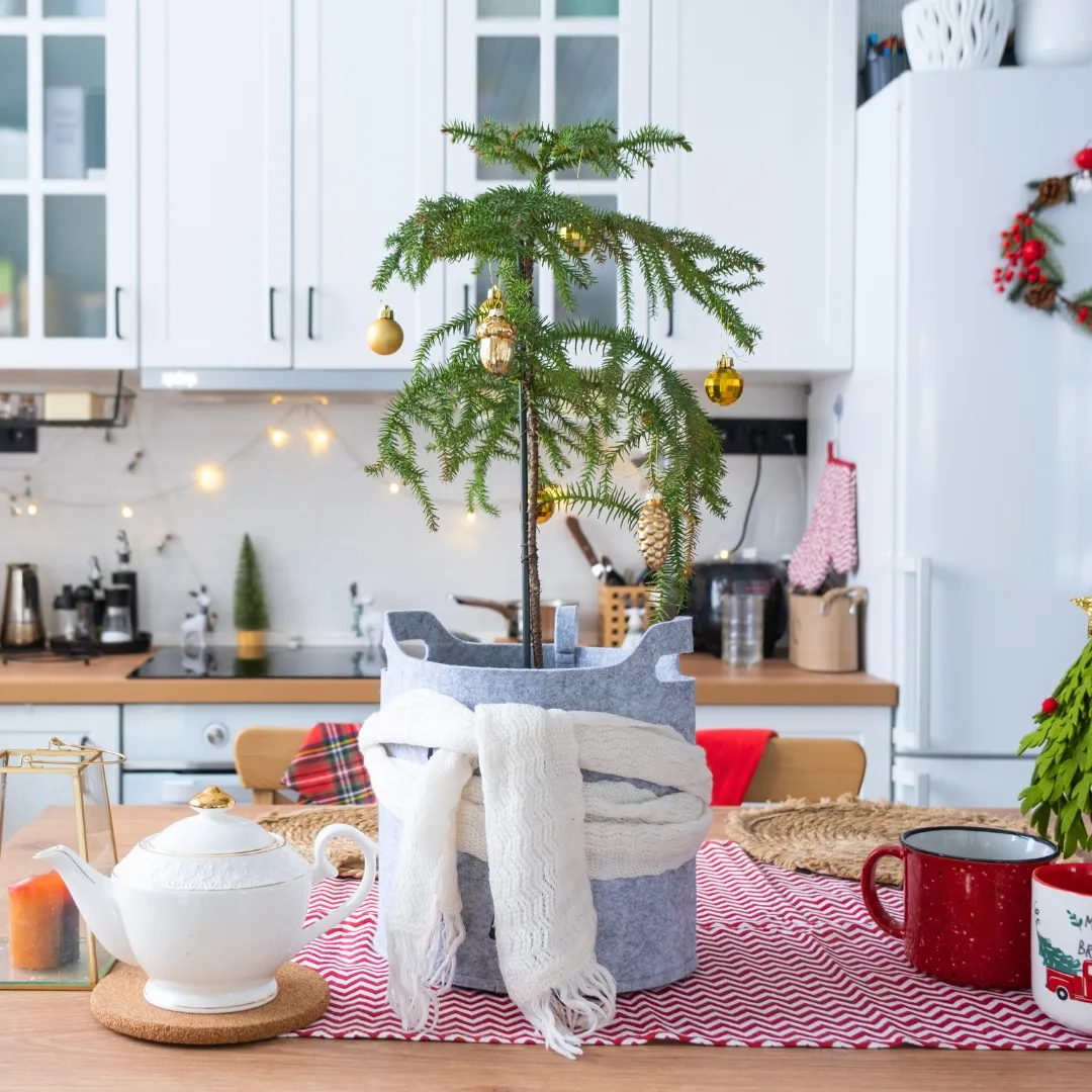 Norfolk Island Pine - Patuxent Nursery