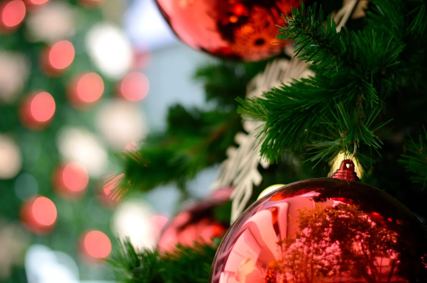 Nostalgia and the search for the perfect Christmas tree - InForum | Fargo,  Moorhead and West Fargo news, weather and sports
