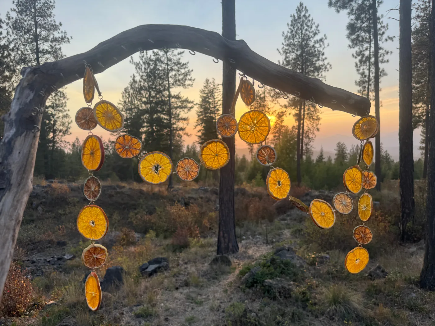 Organic Dried Citrus Garland: Orange, Lime, Gold Accent Christmas Deco –  Northwest Haven's Harvest