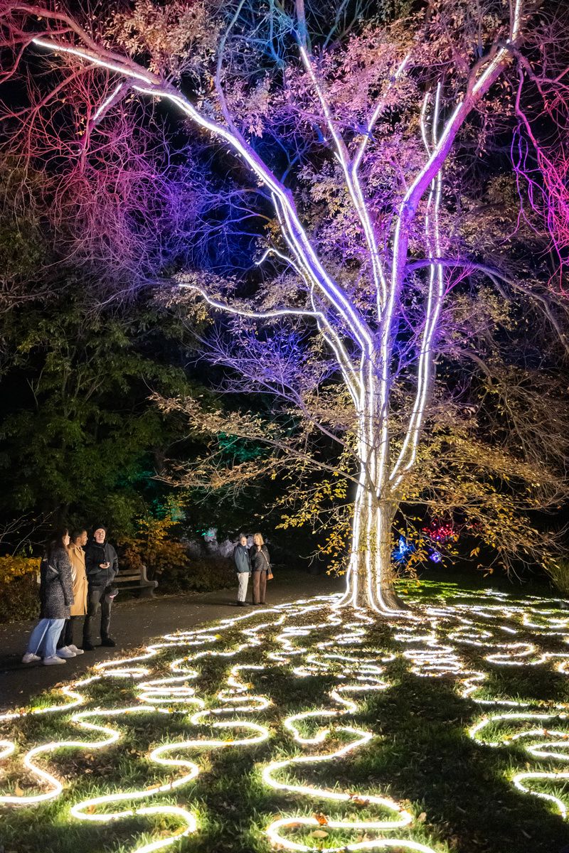 Spend a Winter Evening at NYC's Most Dazzling Light Show - Untapped New York