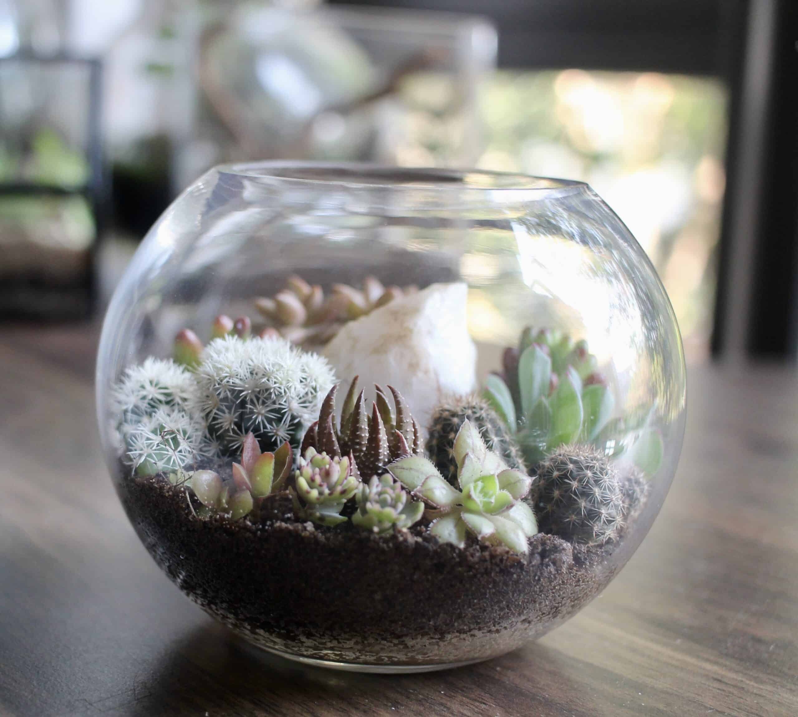 Succulent Bowl DIY Terrarium | Open Garden Kit | Create a Stylish Indoor  Desertscape – TerraHub