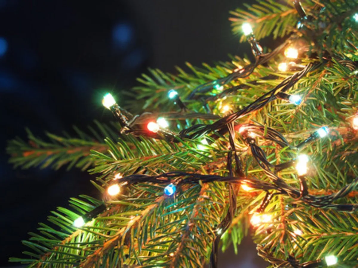 Ten of the Best Christmas Trees in Minnesota
