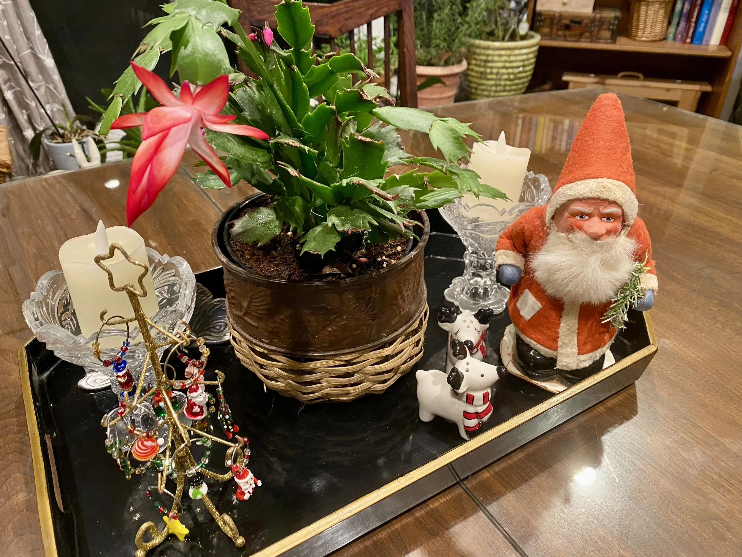 thanksgiving cactus care — Q & A — Made Just For U