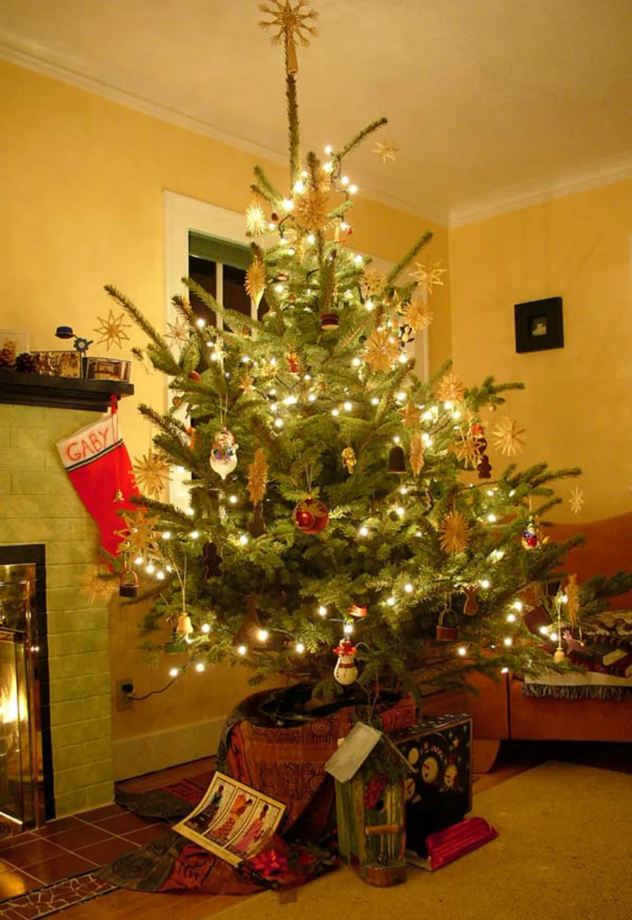 Tis the Season to Plant Live Christmas Trees…or not? – Treemendous Blog